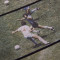 Maglia COPA Maradona T-Shirt Solo Goal