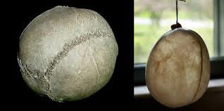 post card post-evolución-balones-de-futbol-cerdo.webp